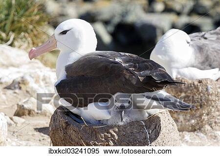 "Black-browed Albatross or Black-browed Mollymawk (Thalassarche melanophris) with chick in nest, New Island, Falkland Islands, United Kingdom, South America" View Large Photo Image Stock Photography - "Black-browed Albatross or Black-browed Mollymawk (Thalassarche melanophris) with chick in nest, New Island, Falkland Islands, United Kingdom, South America". Fotosearch