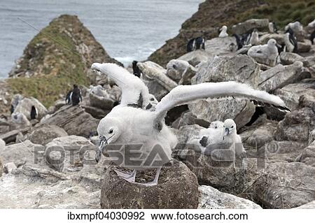 "Black-browed albatross (Thalassarche melanophris) chicks on nest, behind Southern rockhopper penguins (Eudyptes chrysocome), West Point Island, Falkland Islands, South America" View Large Photo Image Stock Image - "Black-browed albatross (Thalassarche melanophris) chicks on nest, behind Southern rockhopper penguins (Eudyptes chrysocome), West Point Island, Falkland Islands, South America". Fotosearch