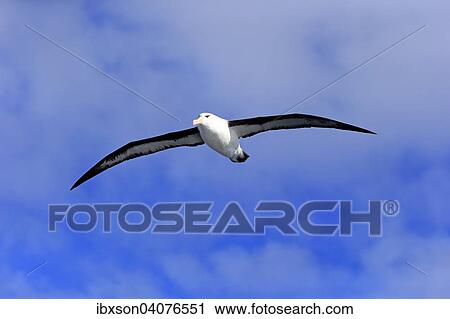"Black-browed Albatross (Thalassarche melanophrys), adult, in flight, Cape of Good Hope, South Africa, Africa" View Large Photo Image Stock Image - "Black-browed Albatross (Thalassarche melanophrys), adult, in flight, Cape of Good Hope, South Africa, Africa". Fotosearch