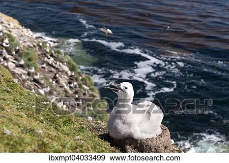 "Black-browed Albatross (Thalassarche melanophris) chick on its nest, Saunders Island, Falkland Islands, South America" View Large Photo Image Stock Photo - "Black-browed Albatross (Thalassarche melanophris) chick on its nest, Saunders Island, Falkland Islands, South America". Fotosearch