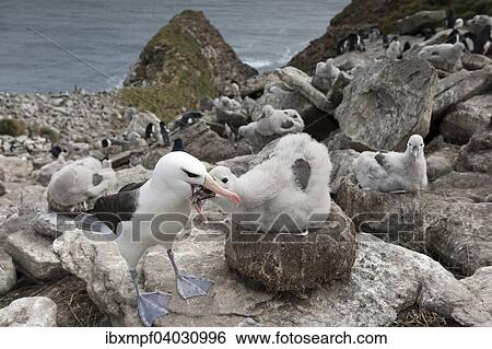 Stock Photograph - "Black-browed albatross (Thalassarche melanophris) feeding chick on nest, behind Southern rockhopper penguins (Eudyptes chrysocome), West Point Island, Falkland Islands, South America". Fotosearch
