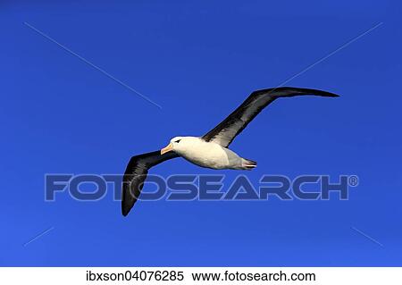 "Black-browed Albatross (Thalassarche melanophrys), adult, in flight, Cape of Good Hope, South Africa, Africa" View Large Photo Image Stock Photography - "Black-browed Albatross (Thalassarche melanophrys), adult, in flight, Cape of Good Hope, South Africa, Africa". Fotosearch