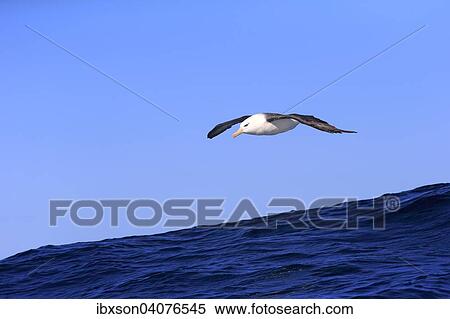 Stock Photography - "Black-browed Albatross (Thalassarche melanophrys), adult, in flight, Cape of Good Hope, South Africa, Africa". Fotosearch