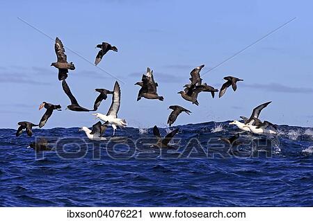 Stock Image - "Black-browed albatrosses (Thalassarche melanophrys) and white chin-petrels (Procellaria aequinoctialis) foraging, adult, flying, Cape of Good Hope, South Africa, Africa". Fotosearch