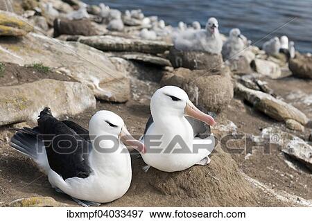 "Black-browed Albatrosses (Thalassarche melanophris) with chicks, Saunders Island, Falkland Islands, South America" View Large Photo Image Stock Photo - "Black-browed Albatrosses (Thalassarche melanophris) with chicks, Saunders Island, Falkland Islands, South America". Fotosearch