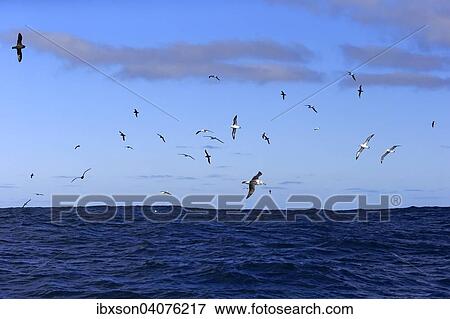 "Black-browed albatrosses (Thalassarche melanophrys), adult, flying, Cape of Good Hope, South Africa, Africa" View Large Photo Image Stock Photo - "Black-browed albatrosses (Thalassarche melanophrys), adult, flying, Cape of Good Hope, South Africa, Africa". Fotosearch