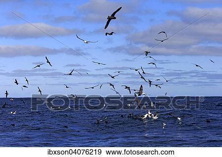 Stock Photo - "Black-browed albatrosses (Thalassarche melanophrys) and white chin petrels (Procellaria aequinoctialis), adult, flying, Cape of Good Hope, South Africa, Africa". Fotosearch