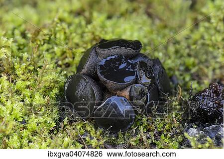 "Black Bulgar (Bulgaria inquinans), inedible, Switzerland, Europe" View Large Photo Image Stock Photograph - "Black Bulgar (Bulgaria inquinans), inedible, Switzerland, Europe". Fotosearch