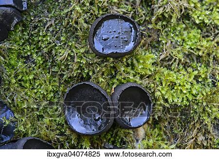 "Black Bulgar (Bulgaria inquinans), inedible, Switzerland, Europe" View Large Photo Image Stock Photography - "Black Bulgar (Bulgaria inquinans), inedible, Switzerland, Europe". Fotosearch