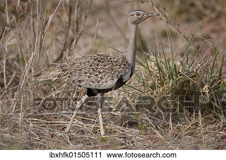 Stock Image - "Black Bustard (Eupodotis afra), Hwange National Park, Zimbabwe, Africa". Fotosearch