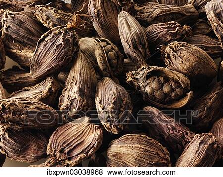 Black cardamom View Large Photo Image Stock Photo - Black cardamom. Fotosearch
