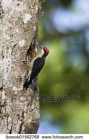 "Black-cheeked Woodpecker (Melanerpes pucherani), male, Braulio Carrillo National Park, Costa Rica, Central America, North America" View Large Photo Image Stock Photo - "Black-cheeked Woodpecker (Melanerpes pucherani), male, Braulio Carrillo National Park, Costa Rica, Central America, North America". Fotosearch