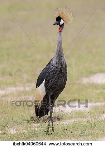 Picture - "Black Crowned Crane (Balearica pavonina), Murchinson Falls National Park, Uganda, Africa". Fotosearch
