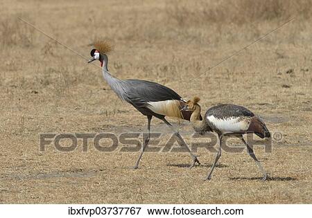 Stock Photo - "Black Crowned Cranes (Balearica pavonina) in the Ngorongoro Crater, Ngorongoro Conservation Area, Tanzania, Africa". Fotosearch