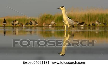 "Black-crowned Night Heron (Nycticorax nycticorax), adult, in the morning light in a fish pond foraging for food, Greylag Geese (Anser anser) at the back, Kiskunsag National Park, Southeastern Hungary, Hungary, Europe" View Large Photo Image Stock Image - "Black-crowned Night Heron (Nycticorax nycticorax), adult, in the morning light in a fish pond foraging for food, Greylag Geese (Anser anser) at the back, Kiskunsag National Park, Southeastern Hungary, Hungary, Europe". Fotosearch
