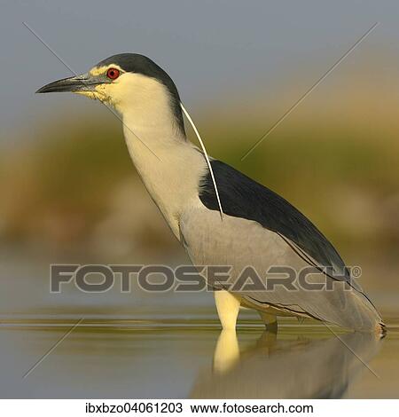"Black-crowned Night Heron (Nycticorax nycticorax), adult, in the morning light in a fish pond foraging for food, Kiskunsag National Park, Southeastern Hungary, Hungary, Europe" View Large Photo Image Stock Image - "Black-crowned Night Heron (Nycticorax nycticorax), adult, in the morning light in a fish pond foraging for food, Kiskunsag National Park, Southeastern Hungary, Hungary, Europe". Fotosearch