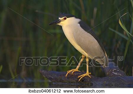 "Black-crowned Night Heron (Nycticorax nycticorax), adult, in the morning light, perched on a branch lying in the water, Kiskunsag National Park, Southeastern Hungary, Hungary, Europe" View Large Photo Image Stock Image - "Black-crowned Night Heron (Nycticorax nycticorax), adult, in the morning light, perched on a branch lying in the water, Kiskunsag National Park, Southeastern Hungary, Hungary, Europe". Fotosearch