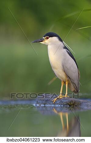 "Black-crowned Night Heron (Nycticorax nycticorax), adult, in the morning light, perched on a branch lying in the water, Kiskunsag National Park, Southeastern Hungary, Hungary, Europe" View Large Photo Image Stock Image - "Black-crowned Night Heron (Nycticorax nycticorax), adult, in the morning light, perched on a branch lying in the water, Kiskunsag National Park, Southeastern Hungary, Hungary, Europe". Fotosearch