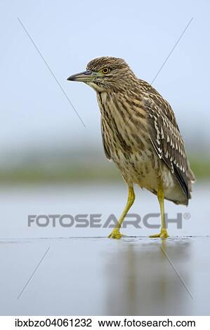 "Black-crowned Night Heron (Nycticorax nycticorax), juvenile, foraging for food, Kiskunsag National Park, Southeastern Hungary, Hungary, Europe" View Large Photo Image Stock Image - "Black-crowned Night Heron (Nycticorax nycticorax), juvenile, foraging for food, Kiskunsag National Park, Southeastern Hungary, Hungary, Europe". Fotosearch