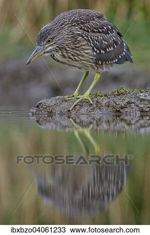 "Black-crowned Night Heron (Nycticorax nycticorax), juvenile, foraging for food, Kiskunsag National Park, Southeastern Hungary, Hungary, Europe" View Large Photo Image Stock Image - "Black-crowned Night Heron (Nycticorax nycticorax), juvenile, foraging for food, Kiskunsag National Park, Southeastern Hungary, Hungary, Europe". Fotosearch