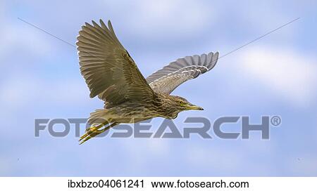 "Black-crowned Night Heron (Nycticorax nycticorax), juvenile bird in flight, Kiskunsag National Park, Southeastern Hungary, Hungary, Europe" View Large Photo Image Stock Image - "Black-crowned Night Heron (Nycticorax nycticorax), juvenile bird in flight, Kiskunsag National Park, Southeastern Hungary, Hungary, Europe". Fotosearch