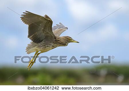 "Black-crowned Night Heron (Nycticorax nycticorax), juvenile bird in flight, Kiskunsag National Park, Southeastern Hungary, Hungary, Europe" View Large Photo Image Stock Image - "Black-crowned Night Heron (Nycticorax nycticorax), juvenile bird in flight, Kiskunsag National Park, Southeastern Hungary, Hungary, Europe". Fotosearch
