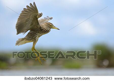 "Black-crowned Night Heron (Nycticorax nycticorax), juvenile bird in flight, Kiskunsag National Park, Southeastern Hungary, Hungary, Europe" View Large Photo Image Stock Image - "Black-crowned Night Heron (Nycticorax nycticorax), juvenile bird in flight, Kiskunsag National Park, Southeastern Hungary, Hungary, Europe". Fotosearch