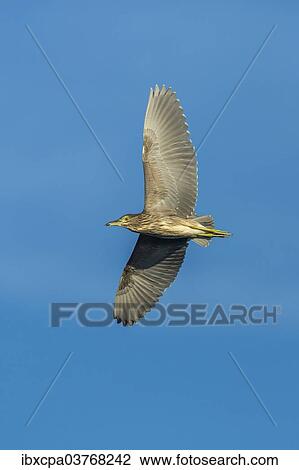 "Black-crowned Night Heron (Nycticorax nycticorax), Keoladeo National Park, Rajasthan, India, Asia" View Large Photo Image Stock Image - "Black-crowned Night Heron (Nycticorax nycticorax), Keoladeo National Park, Rajasthan, India, Asia". Fotosearch