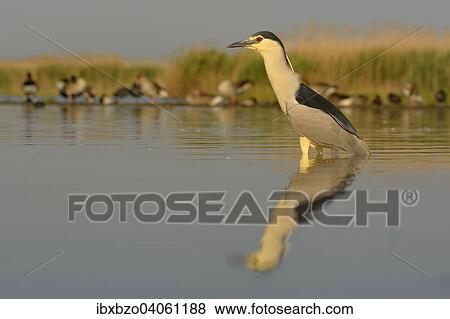 "Black-crowned Night Heron (Nycticorax nycticorax), adult, in the morning light in a fish pond foraging for food, Greylag Geese (Anser anser) at the back, Kiskunsag National Park, Southeastern Hungary, Hungary, Europe" View Large Photo Image Stock Photo - "Black-crowned Night Heron (Nycticorax nycticorax), adult, in the morning light in a fish pond foraging for food, Greylag Geese (Anser anser) at the back, Kiskunsag National Park, Southeastern Hungary, Hungary, Europe". Fotosearch