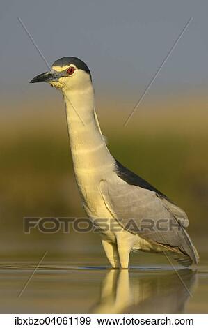 "Black-crowned Night Heron (Nycticorax nycticorax), adult, in the morning light in a fish pond foraging for food, Kiskunsag National Park, Southeastern Hungary, Hungary, Europe" View Large Photo Image Stock Photo - "Black-crowned Night Heron (Nycticorax nycticorax), adult, in the morning light in a fish pond foraging for food, Kiskunsag National Park, Southeastern Hungary, Hungary, Europe". Fotosearch