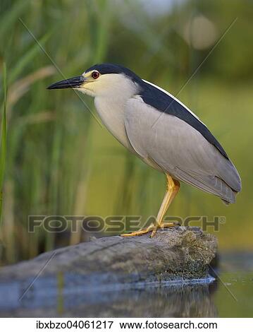 "Black-crowned Night Heron (Nycticorax nycticorax), adult, in the morning light, perched on a branch lying in the water, Kiskunsag National Park, Southeastern Hungary, Hungary, Europe" View Large Photo Image Stock Photo - "Black-crowned Night Heron (Nycticorax nycticorax), adult, in the morning light, perched on a branch lying in the water, Kiskunsag National Park, Southeastern Hungary, Hungary, Europe". Fotosearch