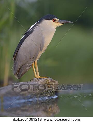 "Black-crowned Night Heron (Nycticorax nycticorax), adult, in the morning light, perched on a branch lying in the water, Kiskunsag National Park, Southeastern Hungary, Hungary, Europe" View Large Photo Image Stock Photo - "Black-crowned Night Heron (Nycticorax nycticorax), adult, in the morning light, perched on a branch lying in the water, Kiskunsag National Park, Southeastern Hungary, Hungary, Europe". Fotosearch