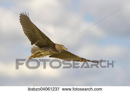 "Black-crowned Night Heron (Nycticorax nycticorax), juvenile bird in flight, Kiskunsag National Park, Southeastern Hungary, Hungary, Europe" View Large Photo Image Stock Photo - "Black-crowned Night Heron (Nycticorax nycticorax), juvenile bird in flight, Kiskunsag National Park, Southeastern Hungary, Hungary, Europe". Fotosearch