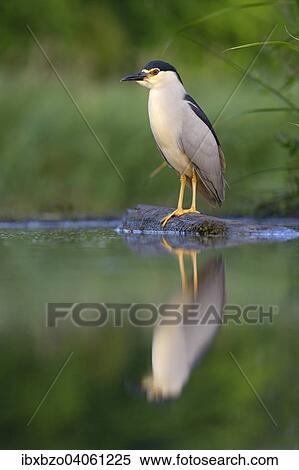 "Black-crowned Night Heron (Nycticorax nycticorax), adult, in the morning light, perched on a branch lying in the water with reflection, Kiskunsag National Park, Southeastern Hungary, Hungary, Europe" View Large Photo Image Stock Photography - "Black-crowned Night Heron (Nycticorax nycticorax), adult, in the morning light, perched on a branch lying in the water with reflection, Kiskunsag National Park, Southeastern Hungary, Hungary, Europe". Fotosearch