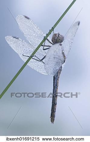 Black Darter or Black Meadowhawk (Sympetrum danae) View Large Photo Image Stock Photography - Black Darter or Black Meadowhawk (Sympetrum danae). Fotosearch