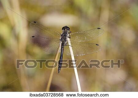 "Black Darter (Sympetrum danae) sunning itself on a stalk, North Rhine-Westphalia, Germany, Europe" View Large Photo Image Stock Photo - "Black Darter (Sympetrum danae) sunning itself on a stalk, North Rhine-Westphalia, Germany, Europe". Fotosearch