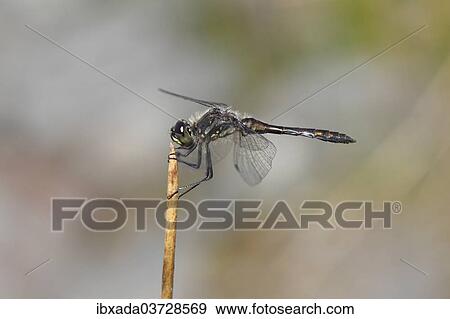 "Black Darter (Sympetrum danae) sunning itself on a stalk, North Rhine-Westphalia, Germany, Europe" View Large Photo Image Stock Photo - "Black Darter (Sympetrum danae) sunning itself on a stalk, North Rhine-Westphalia, Germany, Europe". Fotosearch