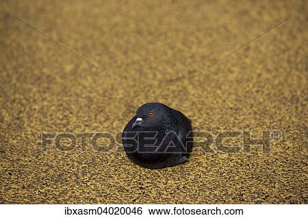 Black Dove (Columbidae) on yellow asphalt View Large Photo Image Stock Photograph - Black Dove (Columbidae) on yellow asphalt. Fotosearch