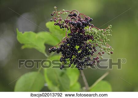 "Black Elderberry (Sambucus nigra) fruit cluster with leaves, Lindlar, North Rhine-Westphalia, Germany, Europe" View Large Photo Image Stock Image - "Black Elderberry (Sambucus nigra) fruit cluster with leaves, Lindlar, North Rhine-Westphalia, Germany, Europe". Fotosearch