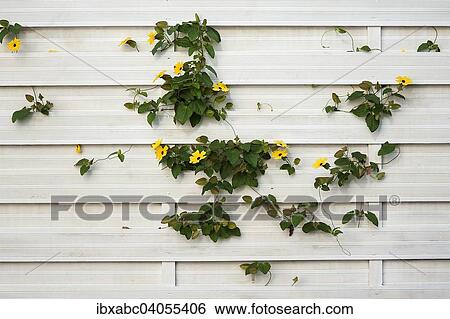 "Black-eyed Susan (Thunbergia alata), Germany, Europe" View Large Photo Image Stock Photograph - "Black-eyed Susan (Thunbergia alata), Germany, Europe". Fotosearch