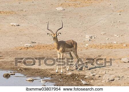 Picture - "Black Faced Impala (Aepyceros melampus petersi), Chudop water hole, Etosha National Park, Namibia, Africa". Fotosearch