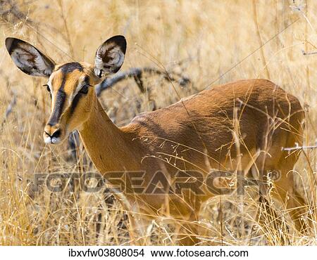 Picture - "Black Faced Impala (Aepyceros melampus petersi) in the tall grass, Etosha National Park, Namibia, Africa". Fotosearch