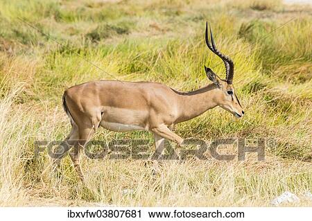 "Black Faced Impala (Aepyceros melampus petersi) walking through the grass, Etosha National Park, Namibia, Africa" View Large Photo Image Stock Image - "Black Faced Impala (Aepyceros melampus petersi) walking through the grass, Etosha National Park, Namibia, Africa". Fotosearch