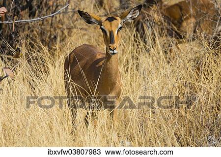 Stock Image - "Black Faced Impala (Aepyceros melampus petersi) female standing in tall grass, Etosha National Park, Namibia, Africa". Fotosearch
