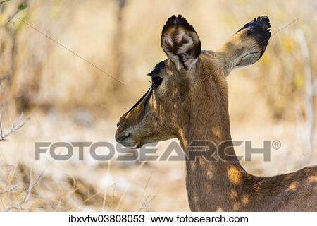 "Black Faced Impala (Aepyceros melampus petersi), Etosha National Park, Namibia, Africa" View Large Photo Image Stock Image - "Black Faced Impala (Aepyceros melampus petersi), Etosha National Park, Namibia, Africa". Fotosearch