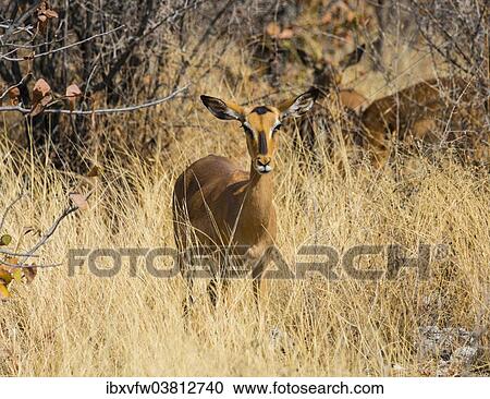 "Black Faced Impala (Aepyceros melampus petersi) female standing in tall grass, Etosha National Park, Namibia, Africa" View Large Photo Image Stock Image - "Black Faced Impala (Aepyceros melampus petersi) female standing in tall grass, Etosha National Park, Namibia, Africa". Fotosearch