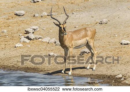 "Black-faced Impala (Aepyceros melampus petersi), at at waterhole, Etosha National Park, Namibia, Africa" View Large Photo Image Stock Image - "Black-faced Impala (Aepyceros melampus petersi), at at waterhole, Etosha National Park, Namibia, Africa". Fotosearch