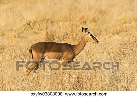 Stock Photo - "Black Faced Impala (Aepyceros melampus petersi) walking through the grass, Etosha National Park, Namibia, Africa". Fotosearch