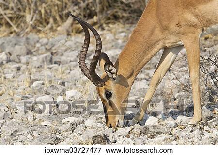 "Black-faced Impala (Aepyceros melampus petersi) foraging for food, Etosha National Park, Namibia, Africa" View Large Photo Image Stock Photo - "Black-faced Impala (Aepyceros melampus petersi) foraging for food, Etosha National Park, Namibia, Africa". Fotosearch