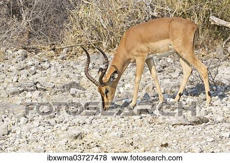 "Black-faced Impala (Aepyceros melampus petersi) foraging for food, Etosha National Park, Namibia, Africa" View Large Photo Image Stock Photo - "Black-faced Impala (Aepyceros melampus petersi) foraging for food, Etosha National Park, Namibia, Africa". Fotosearch